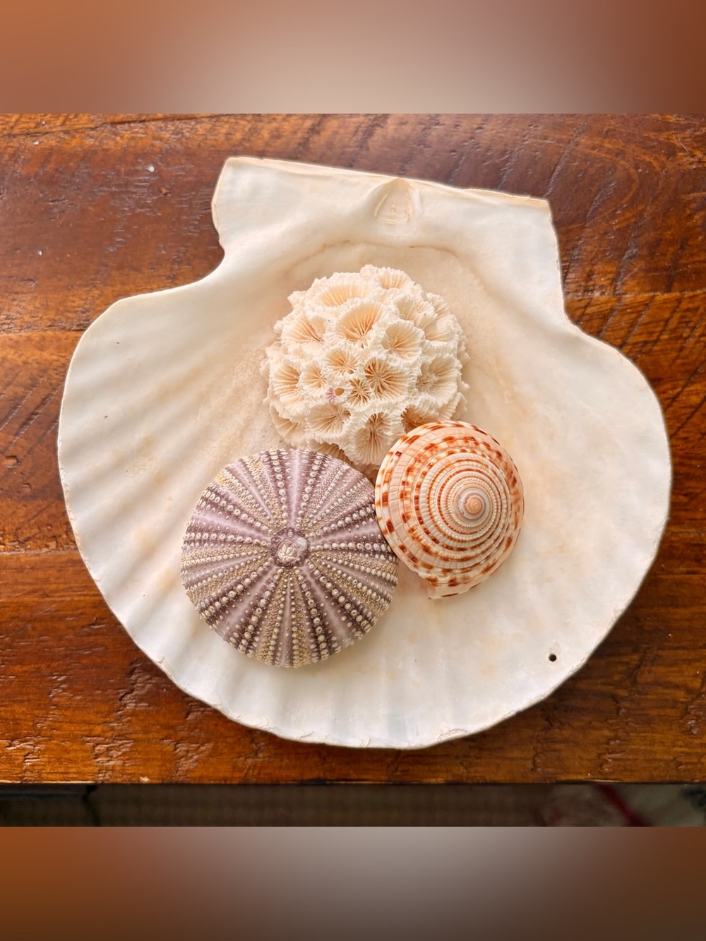 Charming Nautical Seashell & Sea Urchin Coral Set Decorative Accents